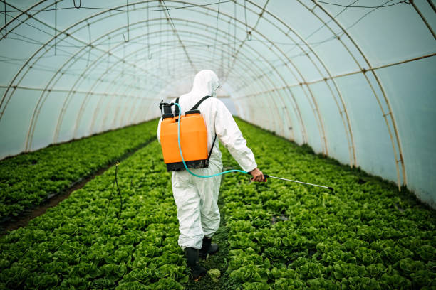 Best Local Pest Control Services  in Wickes, AR