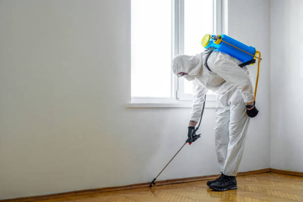 Best Insect Control  in Wickes, AR