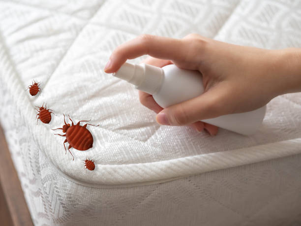 Best Emergency Pest Control  in Wickes, AR