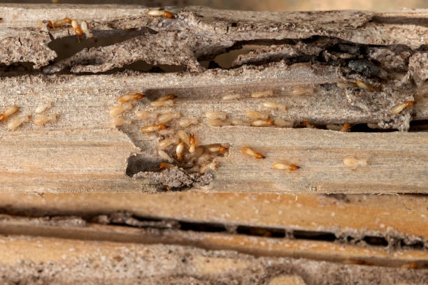 Best Pest Prevention Services  in Wickes, AR