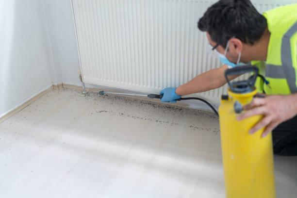 Best Termite Control Services  in Wickes, AR