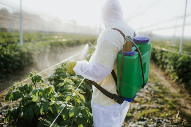 Wasp Removal Services in Wickes, AR